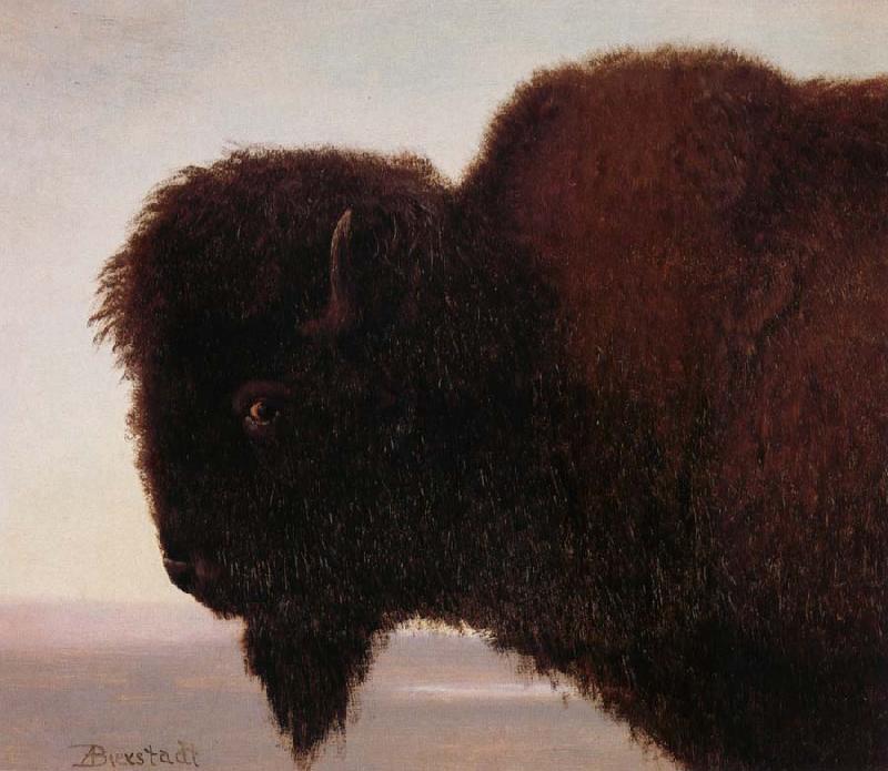 Albert Bierstadt Buffalo Head